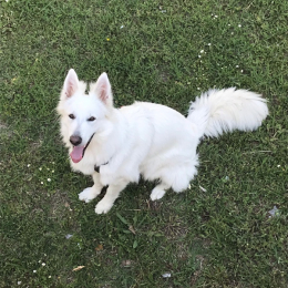 Laska profile