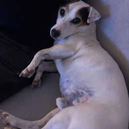 Yoda profile