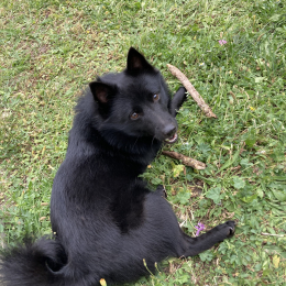 Polita profile