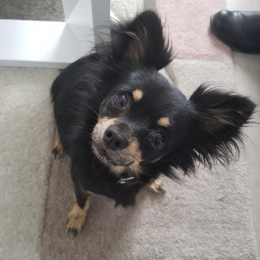 Wally profile