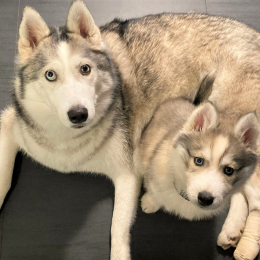 Oona et siam profile