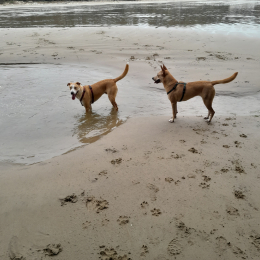 Tanuky et hyska profile