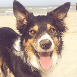 Max profile