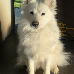 Yangguang profile