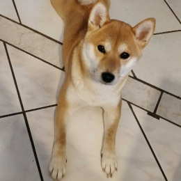 Nala profile