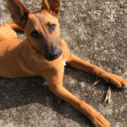 Ziggy profile
