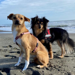 Violetta e cesare profile