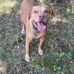 Tobi profile