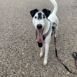 Toby profile