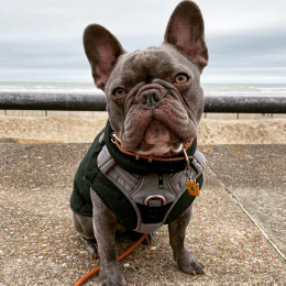 Pablo profile