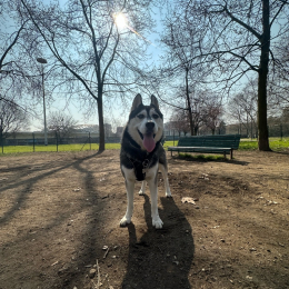 Jack profile