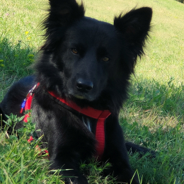 Doggo profile
