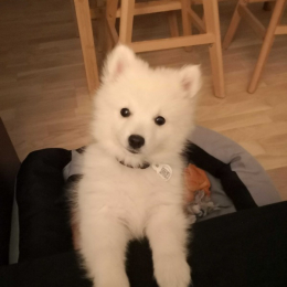 Pixel profile