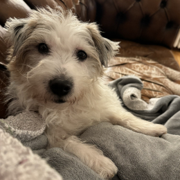 Lilou profile