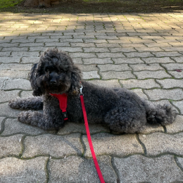 Pongo profile