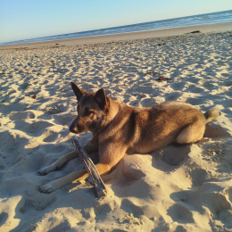 Hector profile