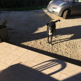 Perla profile