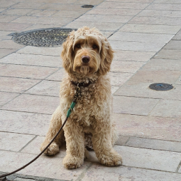 Shanti billy profile
