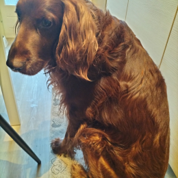 Murphy profile