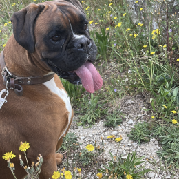 Buddy profile