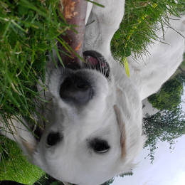 Balou profile