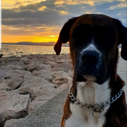 Nala profile