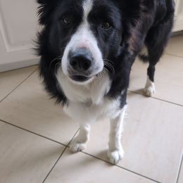 Bambou profile