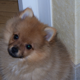 Candy,laya,loup profile