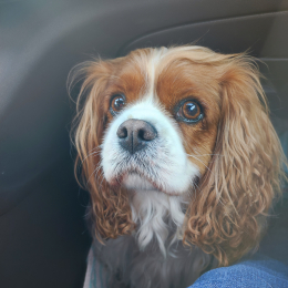 Odyssée profile