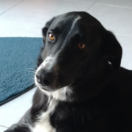 Neela profile