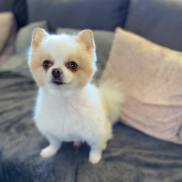 Ninho profile