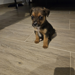 Brownie profile