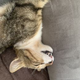 Theo profile