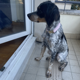 Doggo profile