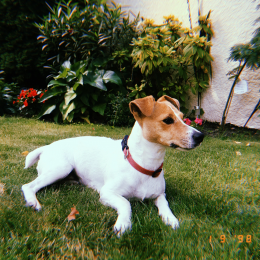 Bonnie profile