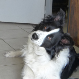 Saly profile