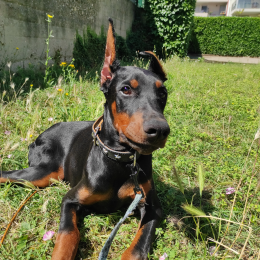 Nikita profile
