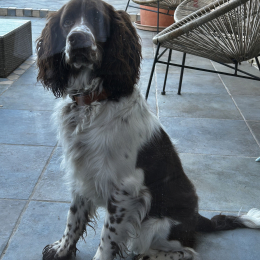 Vasco profile