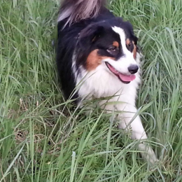 Lassie profile
