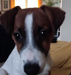 Suzie profile