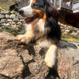 Max profile