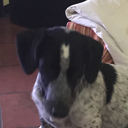 Sam profile