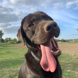 Zeph profile