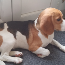 Jessie profile