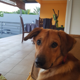 Daïko profile