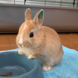Céline profile