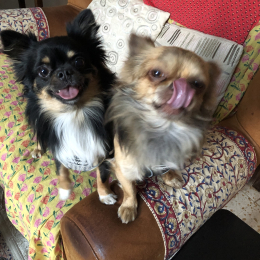 Sherkan et sherlock chihuahuas profile