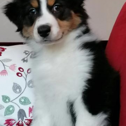 Doggo profile