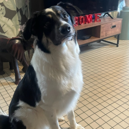 Loki profile
