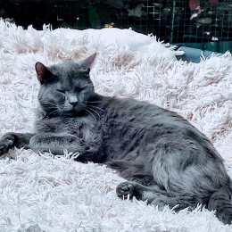 Daddy kola et junior profile